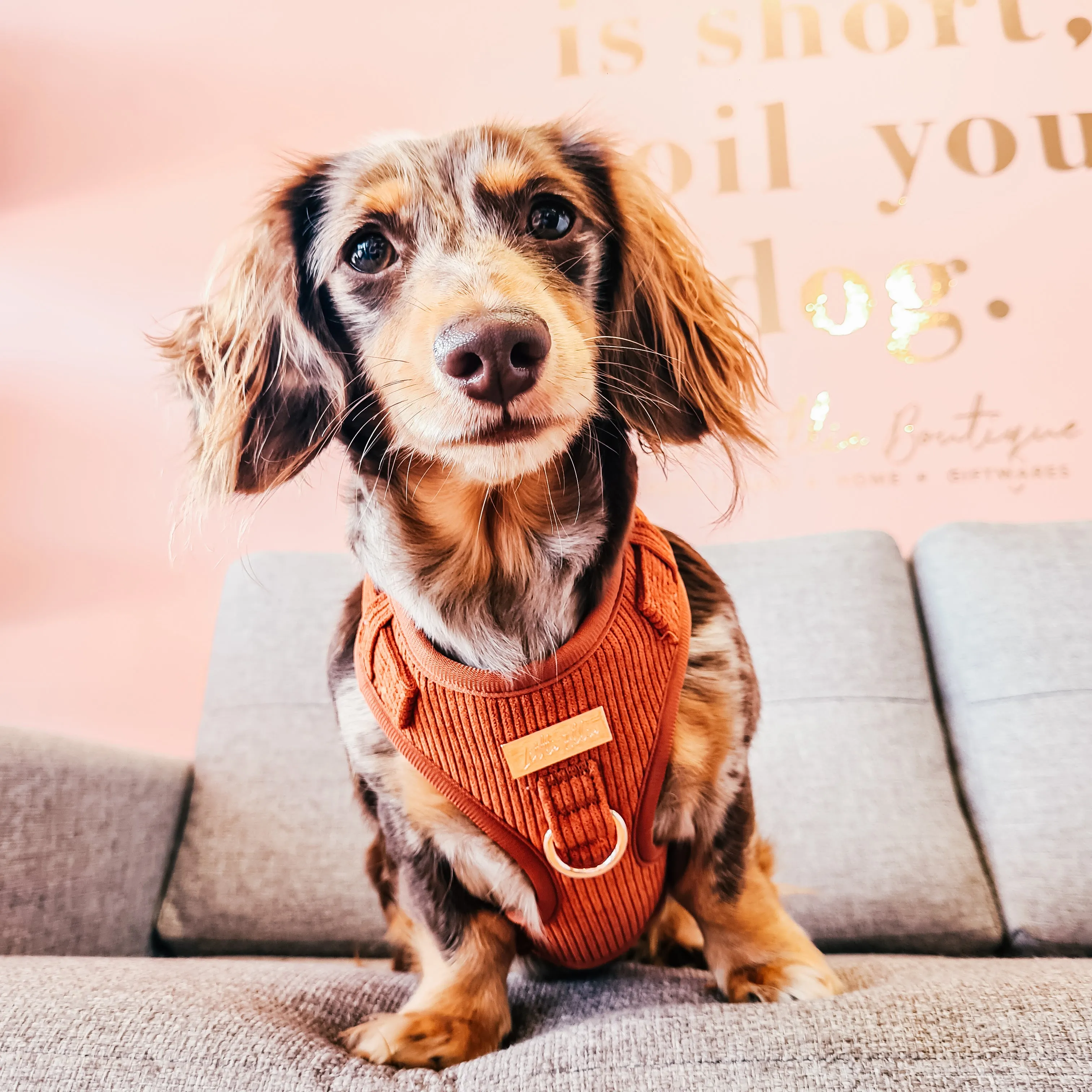 Adjustable Dog Harness LUXE| Rust Corduroy