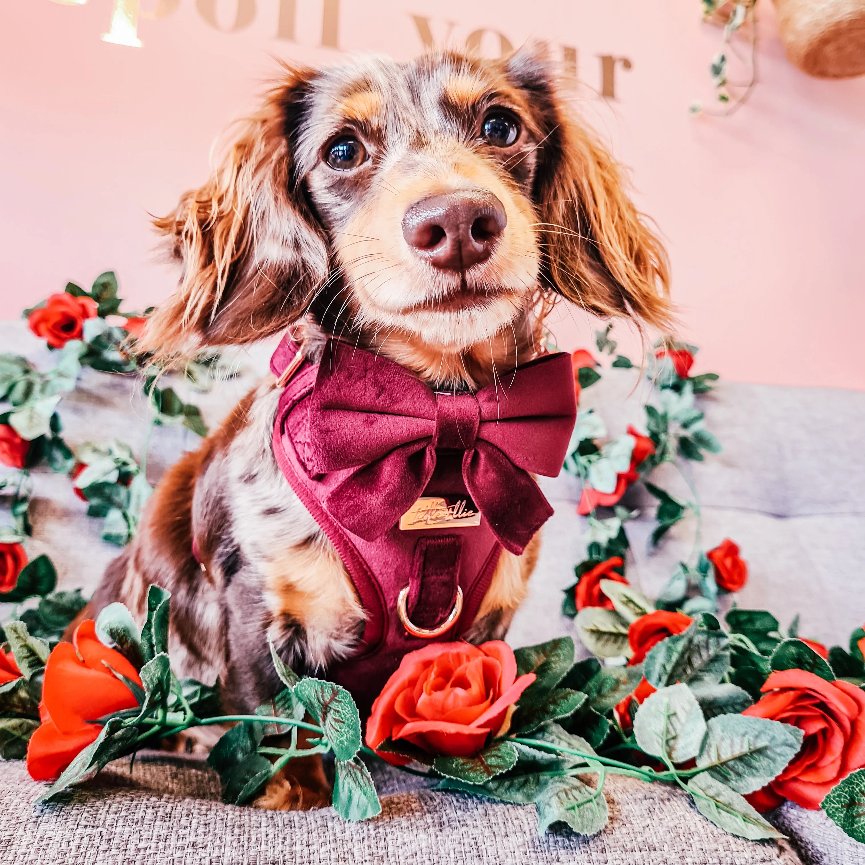 Adjustable Dog Harness LUXE| Wine Velvet