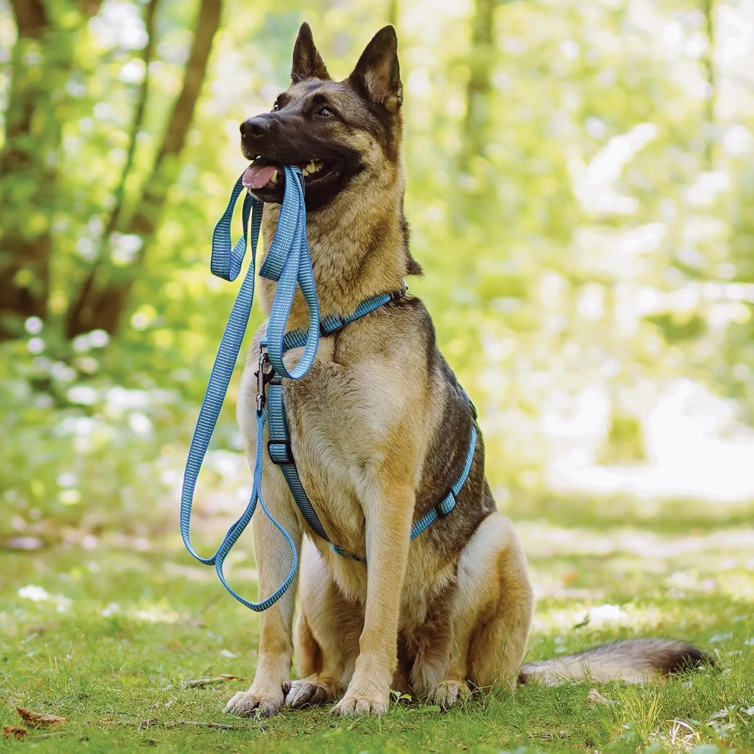 Blue-9 Reflective Dog Leash, Multi-Function 6 Foot Adjustable Lead with Traffic Loop and 3M Reflective Stitching for Obedience, Running, and Agility Training, Made in The USA, Small/Medium, Blue