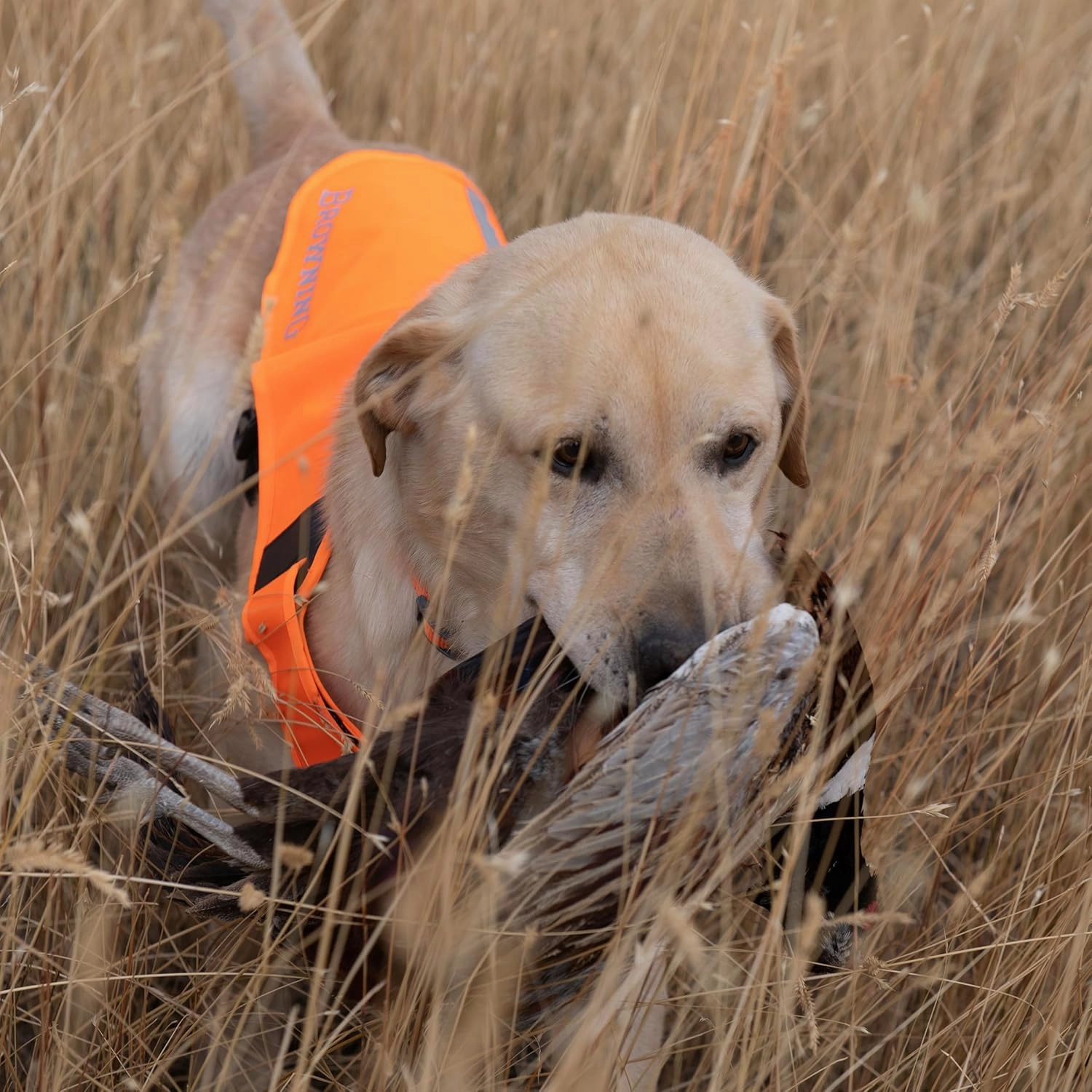 Browning Pet Vests, Hi Vis Safety Vests for Dogs, Safety Orange, Medium, Adjustable Coverage