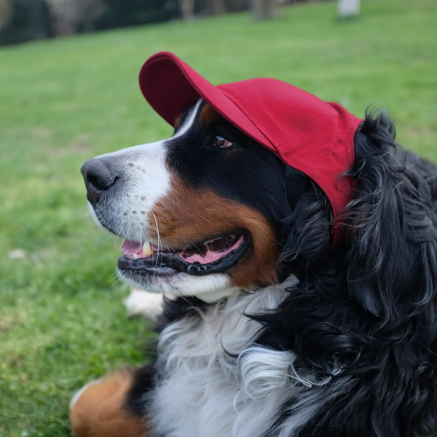 Little Earth NHL Pet Baseball Hat