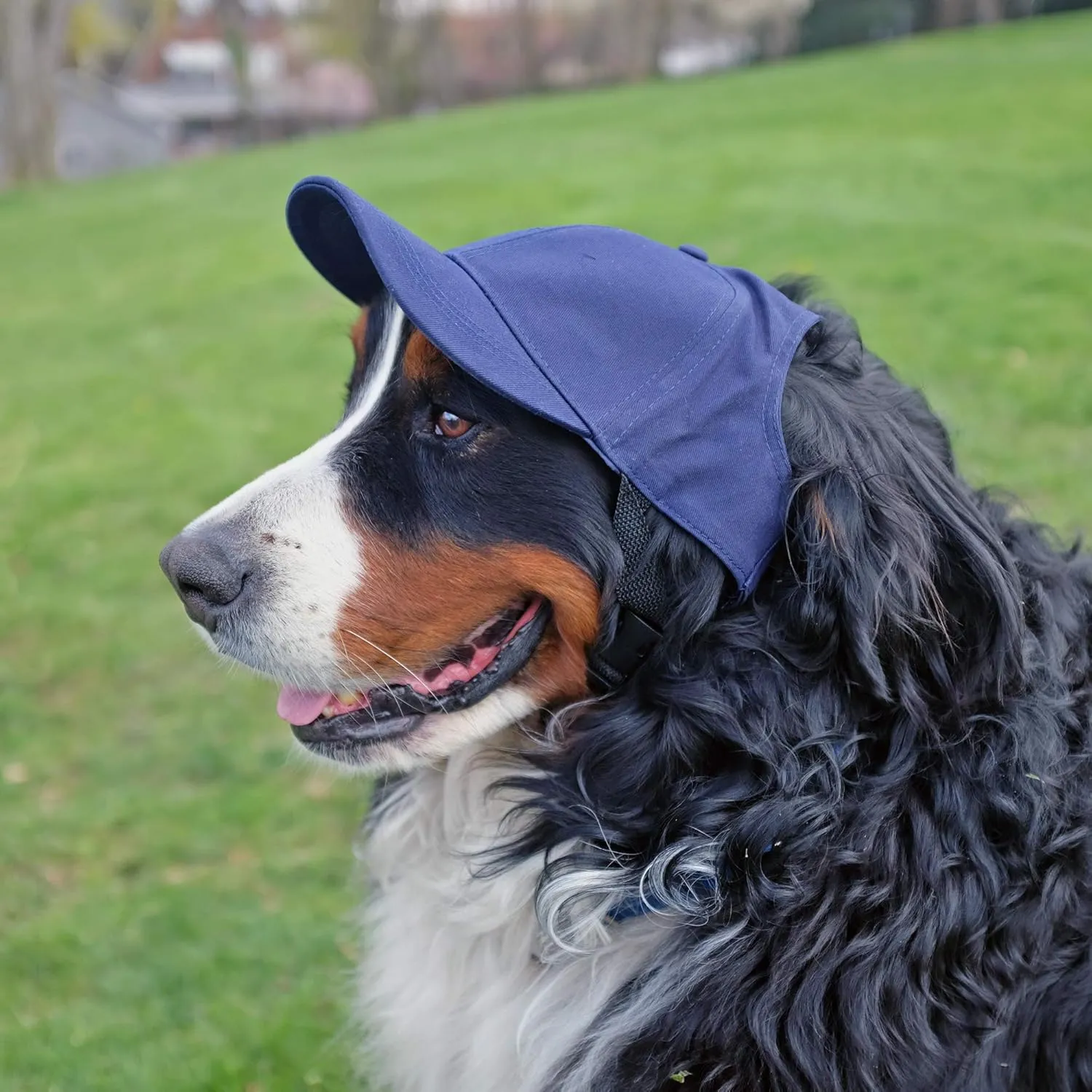 NCAA Pet Baseball Hat