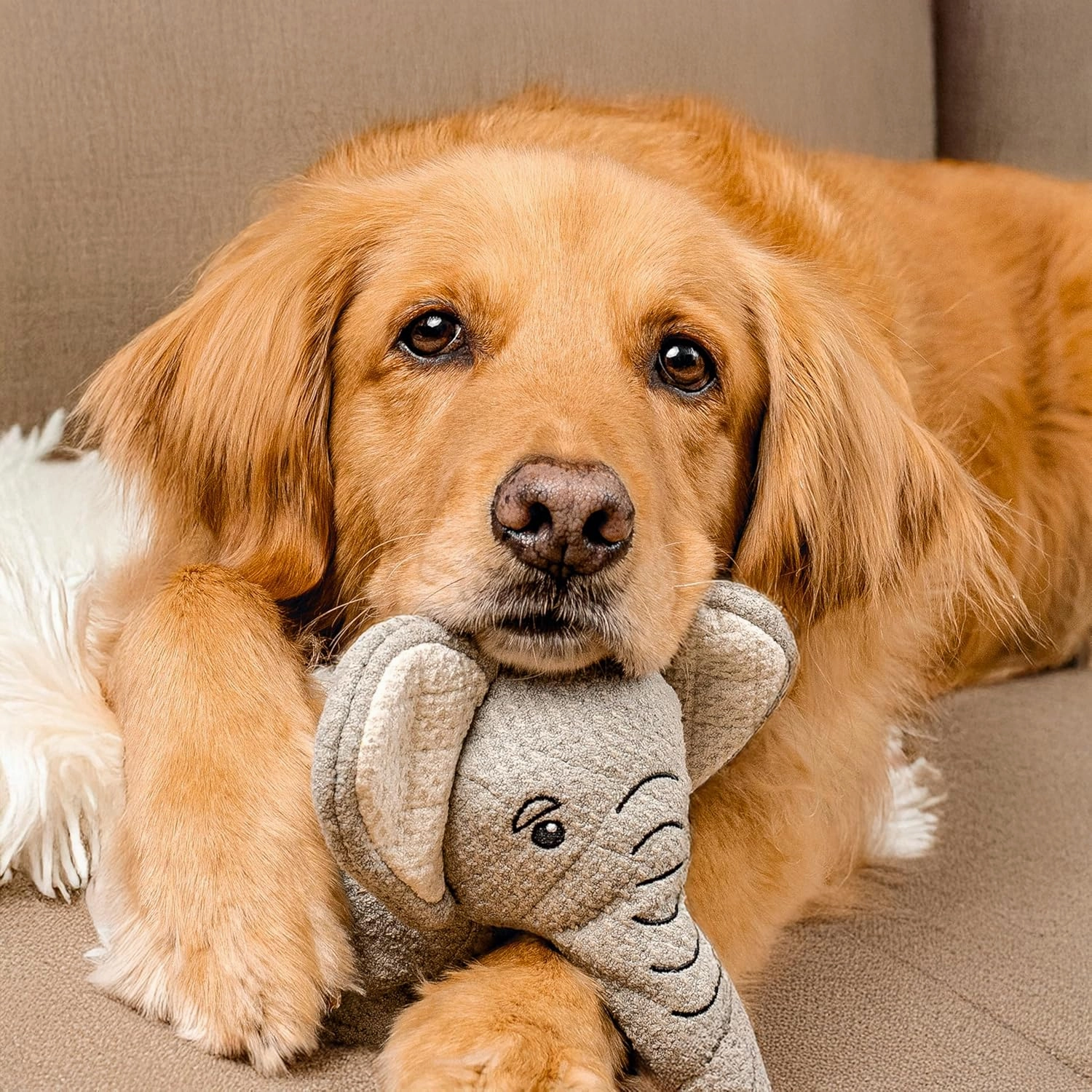 Savanna Collection Dog Toys | Jumbo Sized Ellie The Elephant | Cute, Durable, & Sustainable Plush Chew Toys for Dogs 50 lbs & up | Eco Friendly & 100% Recycled Materials