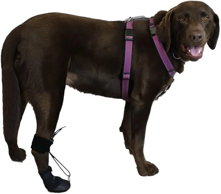 WALKABOUT™ Toe'sUP No Knuckling Boot Brace for Dogs Dragging Paws | Corrective Dog Shoes to Safely Lift Toes